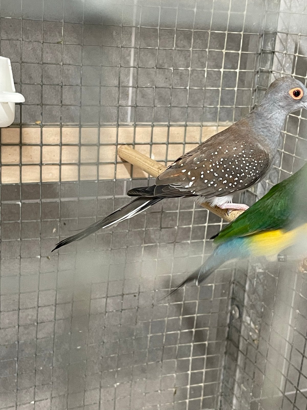 Te koop diamant duifjes, Meerdere dieren