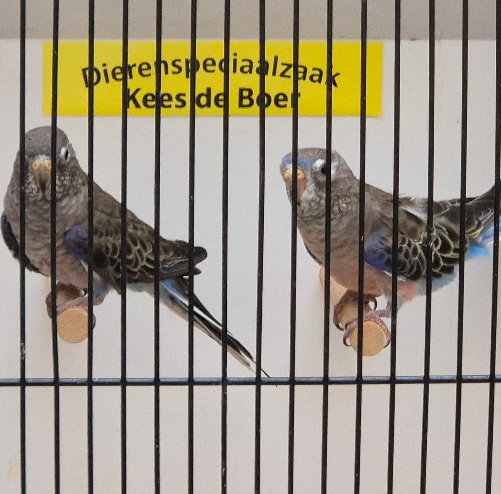 koppel wildkleur bourke parkieten, Meerdere dieren