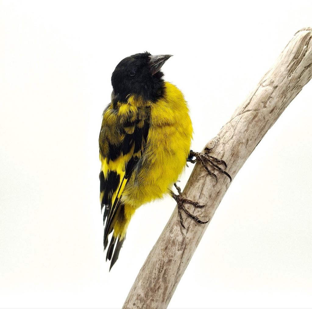 Zwartkopsijs taxidermie, Ophalen of Verzenden, Nieuw, Vogel, Opgezet dier