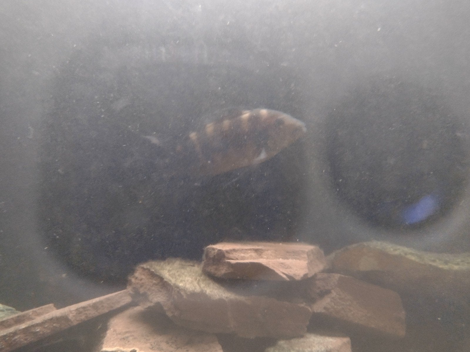 Cichlide, Dieren en Toebehoren, Vissen | Aquariumvissen, Vis, Zoetwatervis