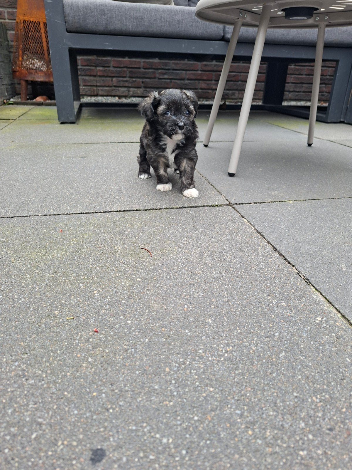 Chinese naakthond x Chihuahua puppy’s., Dieren en Toebehoren, Honden | Niet-rashonden, 8 tot 15 weken, Meerdere, Meerdere dieren