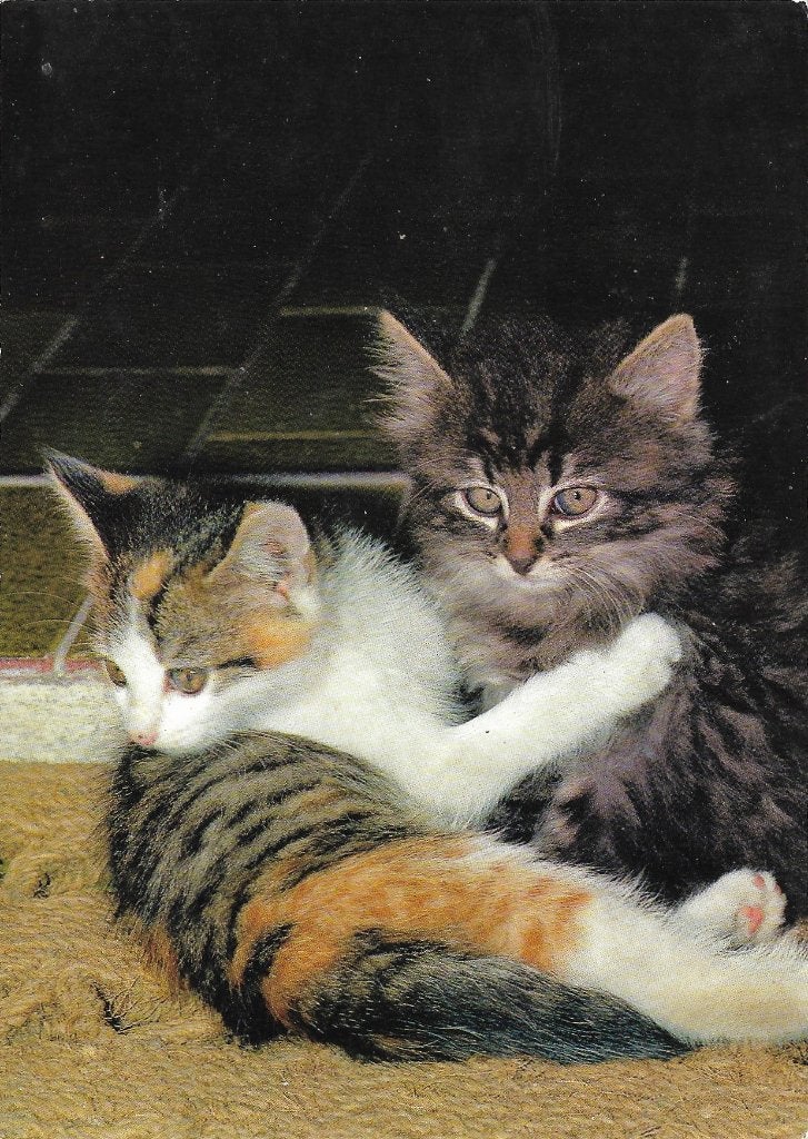 Ansichtkaart  	Poes, Verzenden, 1960 tot 1980, Ongelopen, Hond of Kat