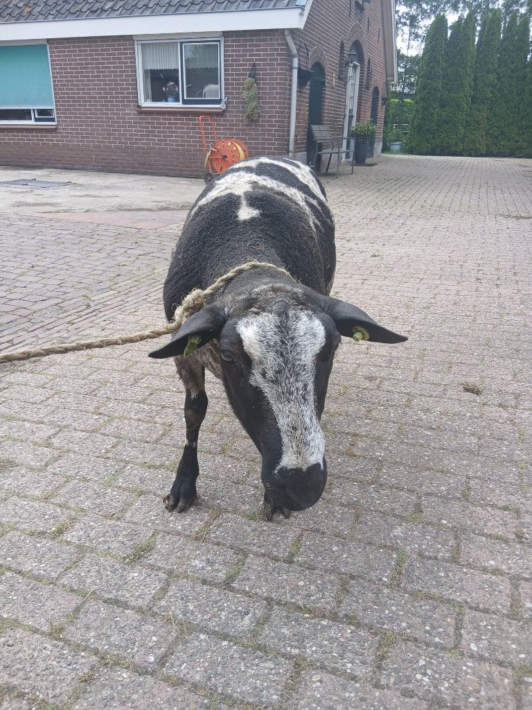 TEKOOP Mooie bonte 2jarige dek ram, Dieren en Toebehoren, Mannelijk, Schaap, 0 tot 2 jaar