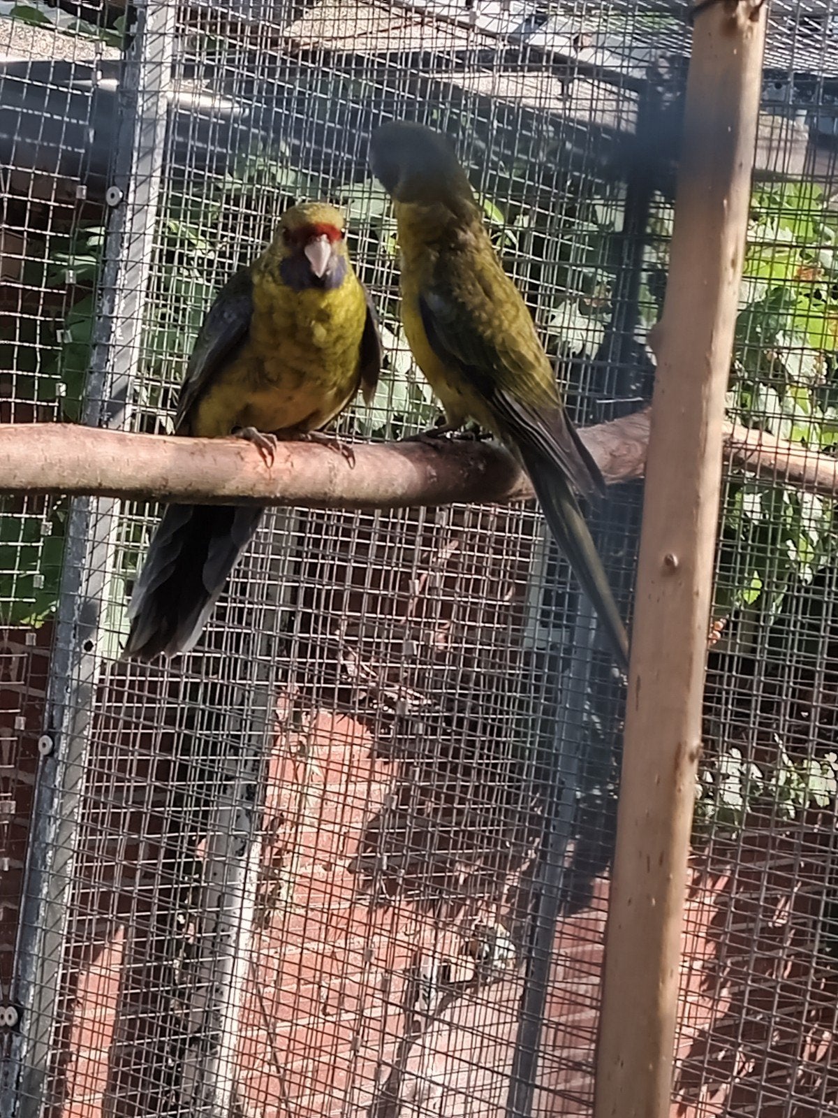 Mooi koppel Geelbuikrosella, s, Meerdere dieren, Parkiet
