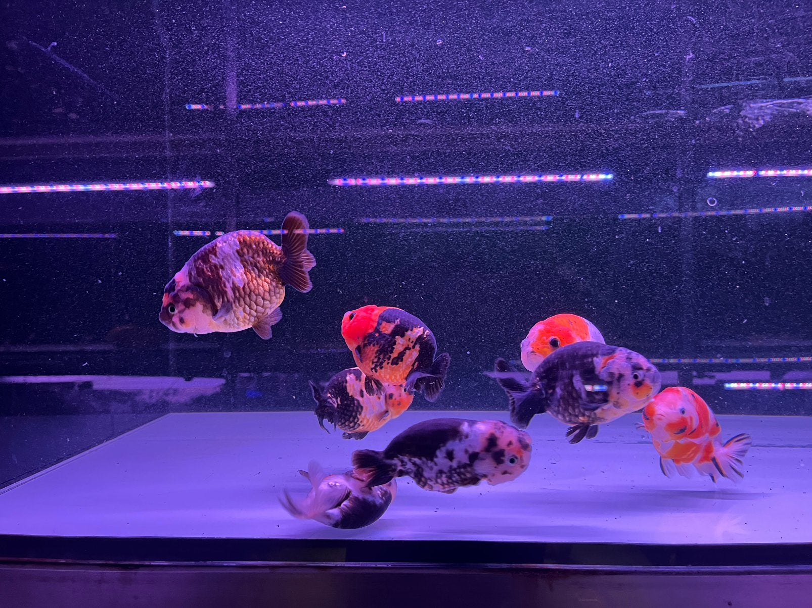 Ranchu XL, Vis