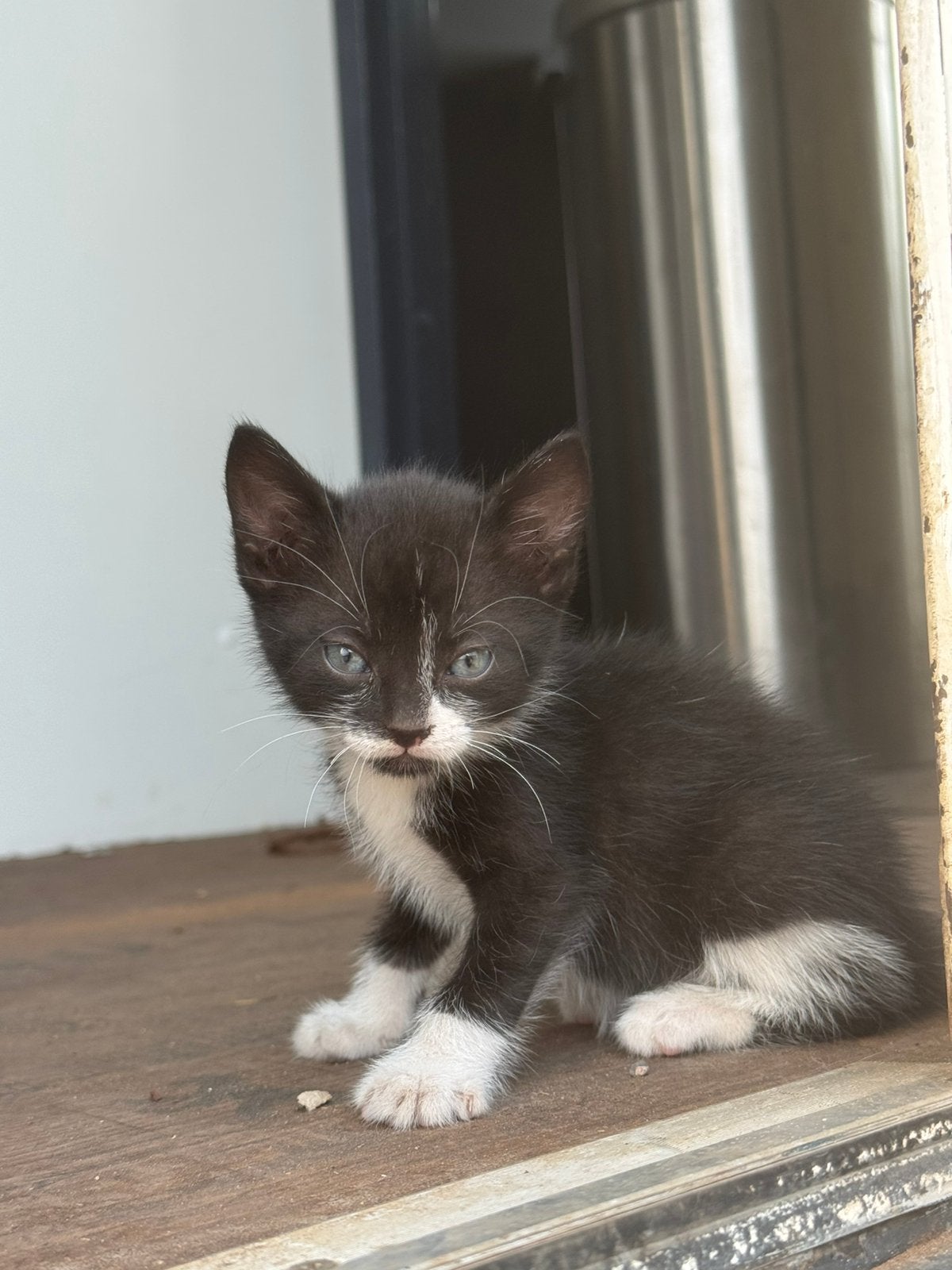 Super lief nestje kittens!, Dieren en Toebehoren, Katten en Kittens | Overige Katten, Meerdere dieren, Kortharig, 0 tot 2 jaar