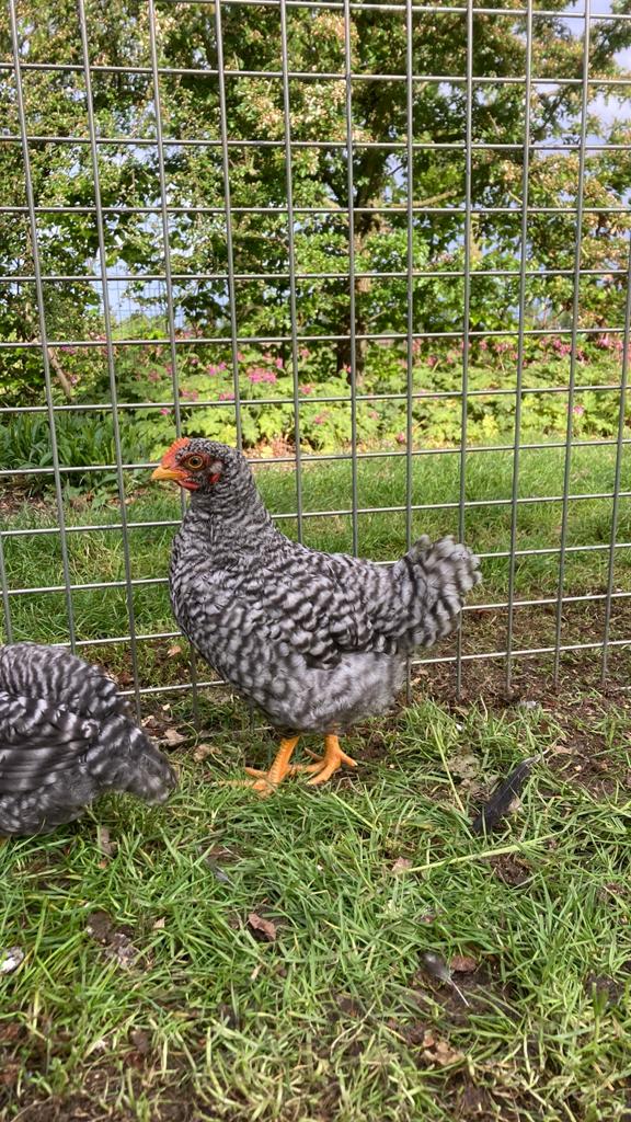 Amrock haan, Dieren en Toebehoren, Mannelijk, Kip