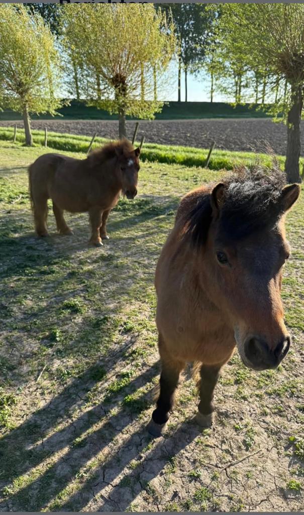 Lieve pony’s zoeken een nieuw thuis, Dieren en Toebehoren, Pony's, Meerdere dieren, A pony (tot 1.17m)