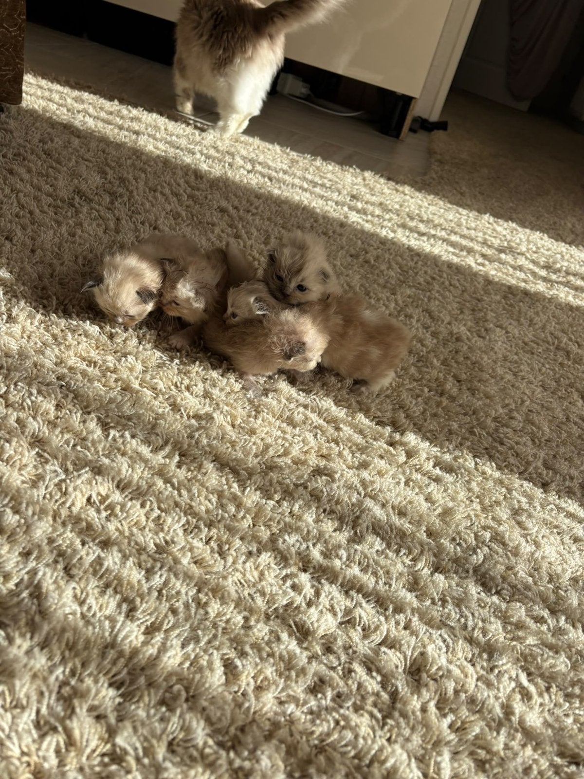 blue MINK Zeldzaam! Ragdoll kittens. Geteste ouders.