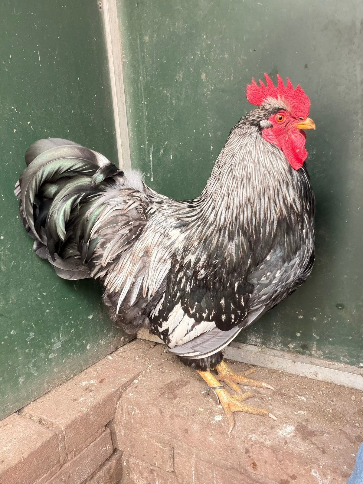 James, raszuivere barnevelder haan, Mannelijk, Kip