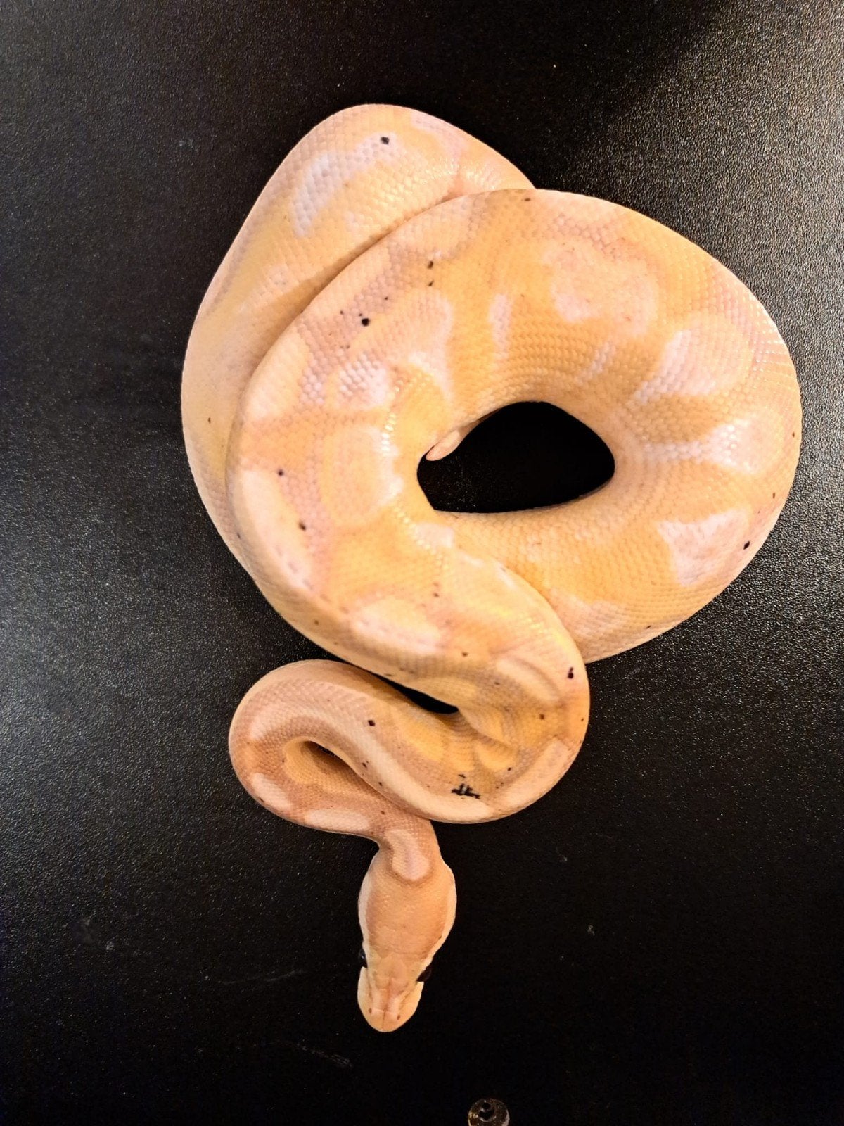 koningspython (regius) banana cinnamon calico man Ball Python photo 2