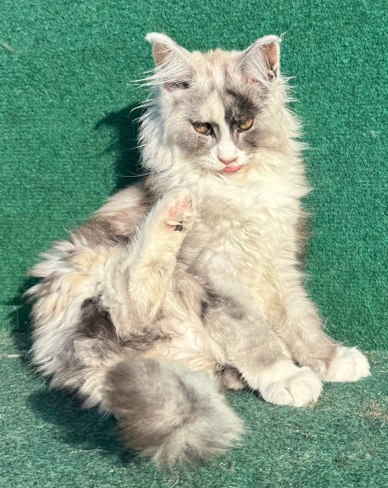 grote maine coon kitten beschikbaar met stamboom, Poes, Met stamboom, 0 tot 2 jaar