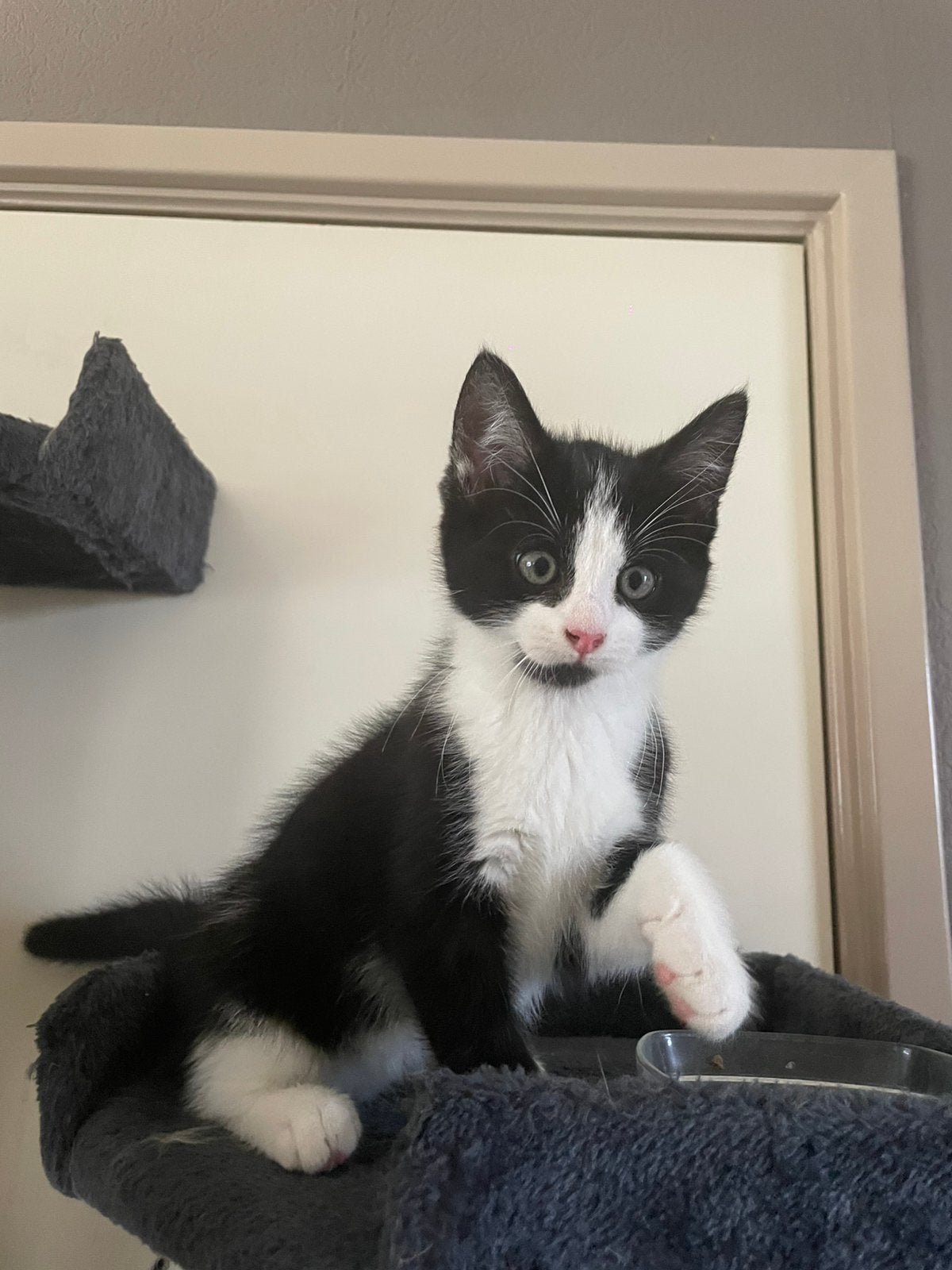 Lieve mooie half Ragdoll katertje te koop, Meerdere dieren, Ontwormd