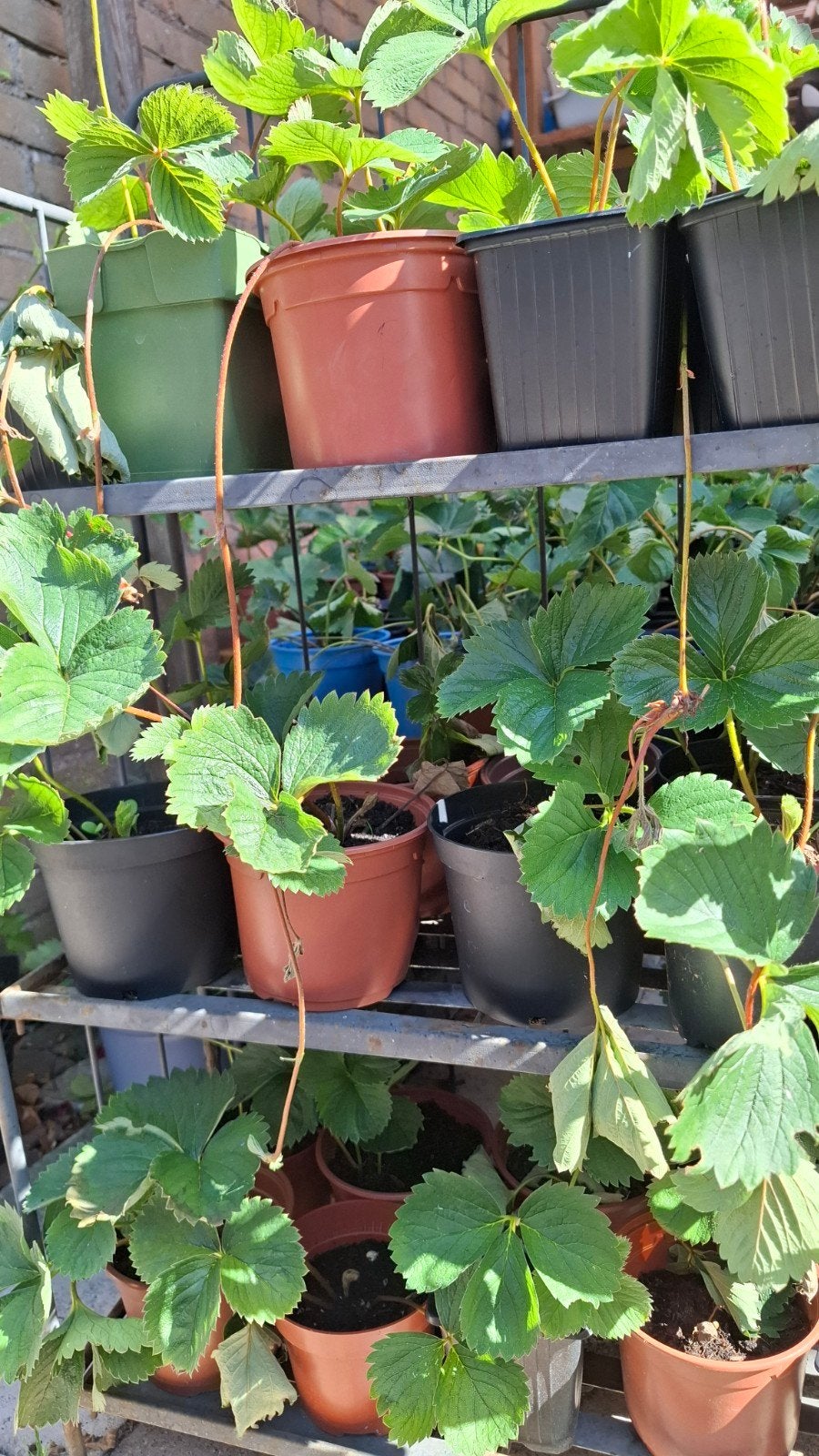 Aardbeiplanten - Vers en Klaar om te Planten, Ophalen, Volle zon, Vaste plant, Fruitplanten