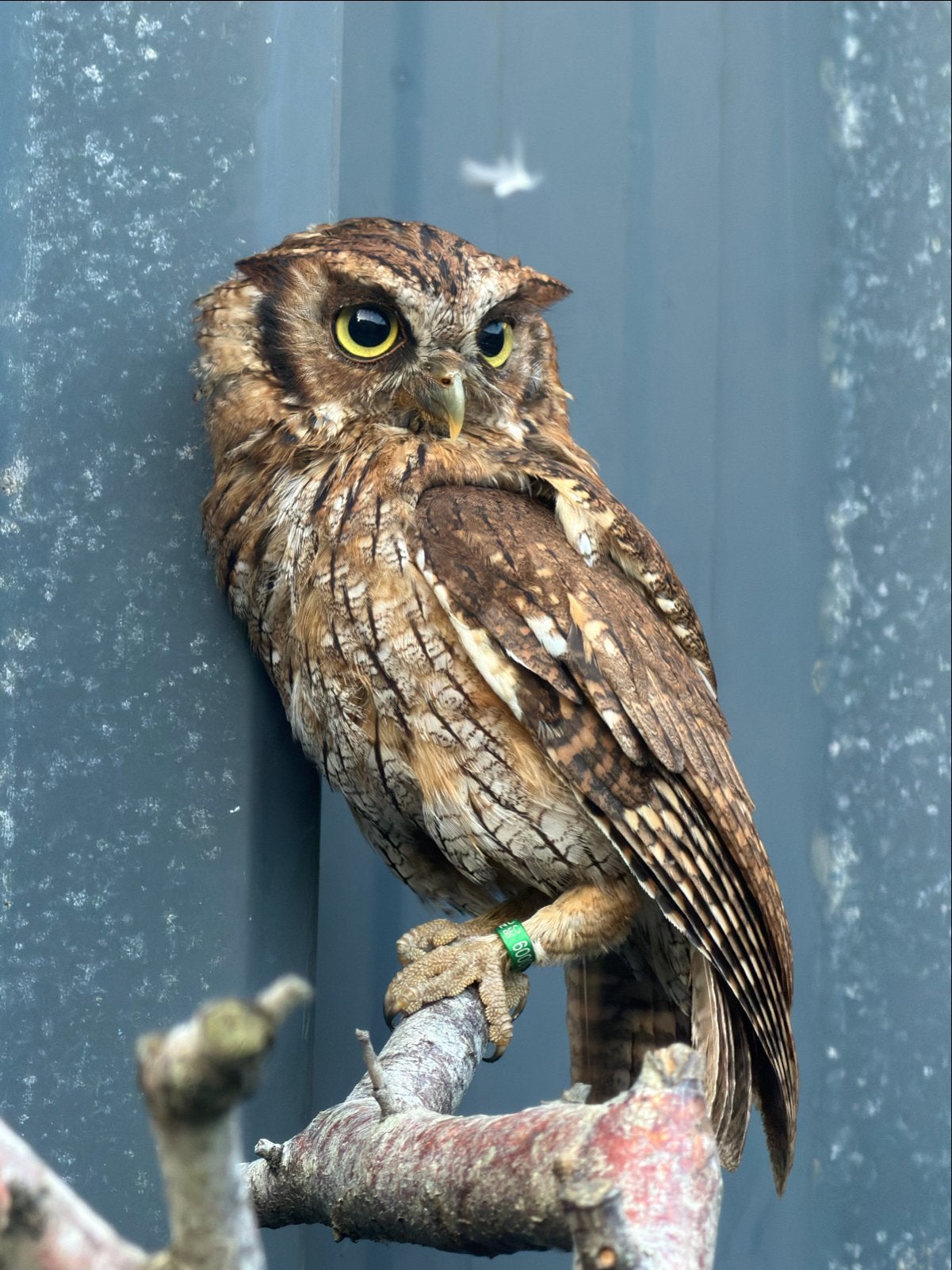 Otus choliba, Meerdere dieren, Roofvogel, Tam