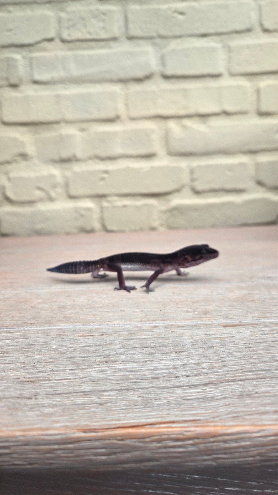 black night luipaard gekko man patroonloos Leopard Gecko photo 3