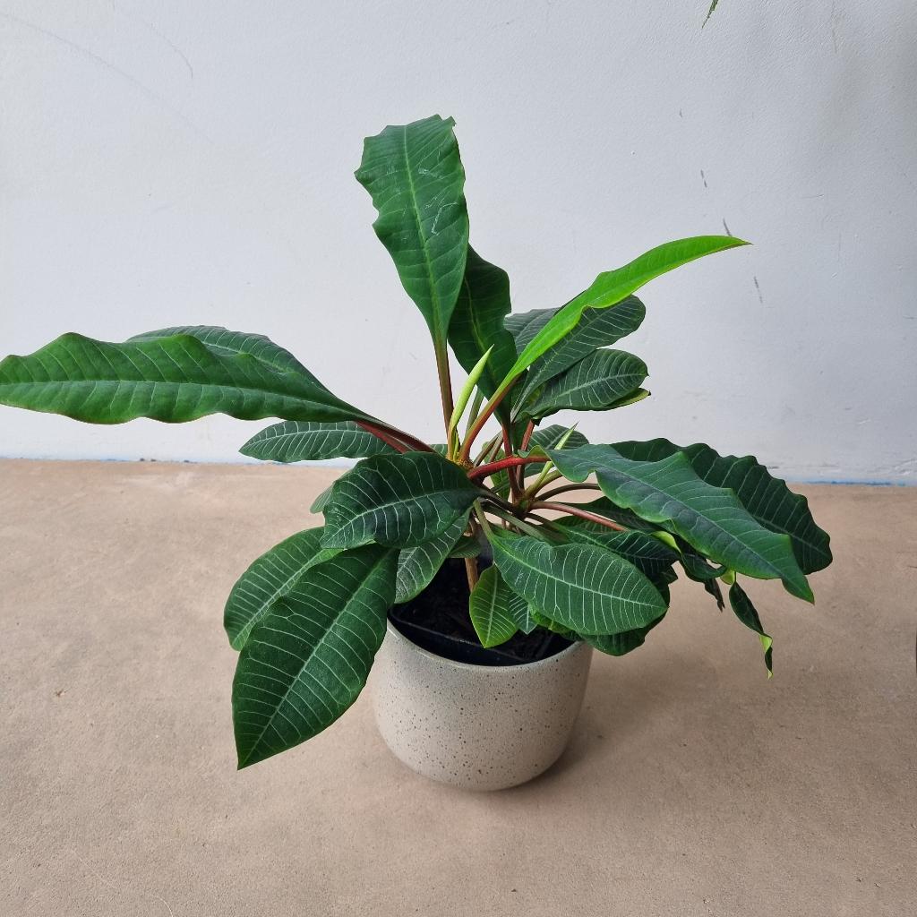 Euphorbia Leuconeura- Kamerplant Madagascar Jewel, Huis en Inrichting, Kamerplanten, Ophalen, Overige soorten, Halfschaduw, Minder dan 100 cm