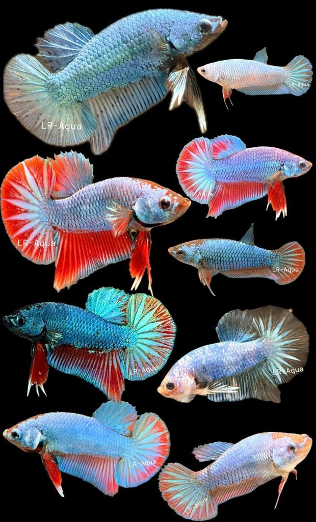 Diverse betta kempvissen man/vrouw, Dieren en Toebehoren, Vissen | Aquariumvissen, Vis, Zoetwatervis