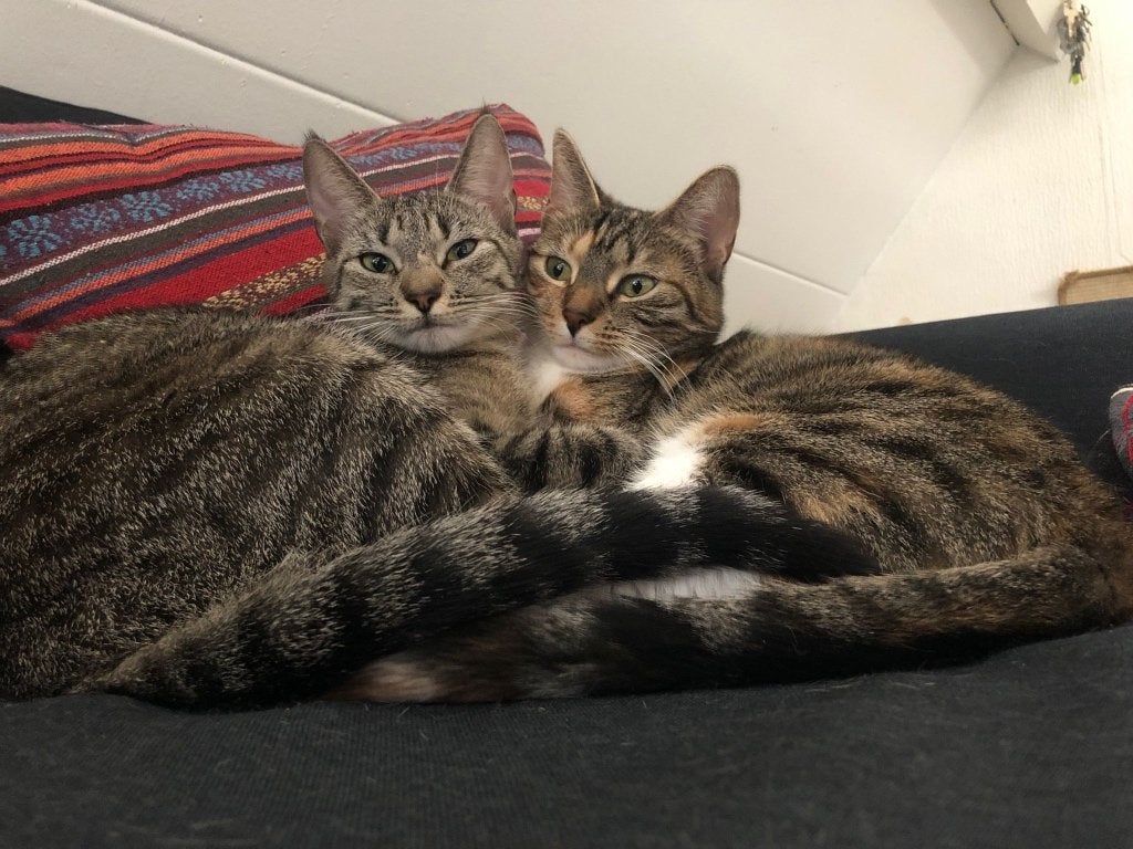 Een thuis voor 2 zusjes, Poes, Kortharig, 3 tot 5 jaar