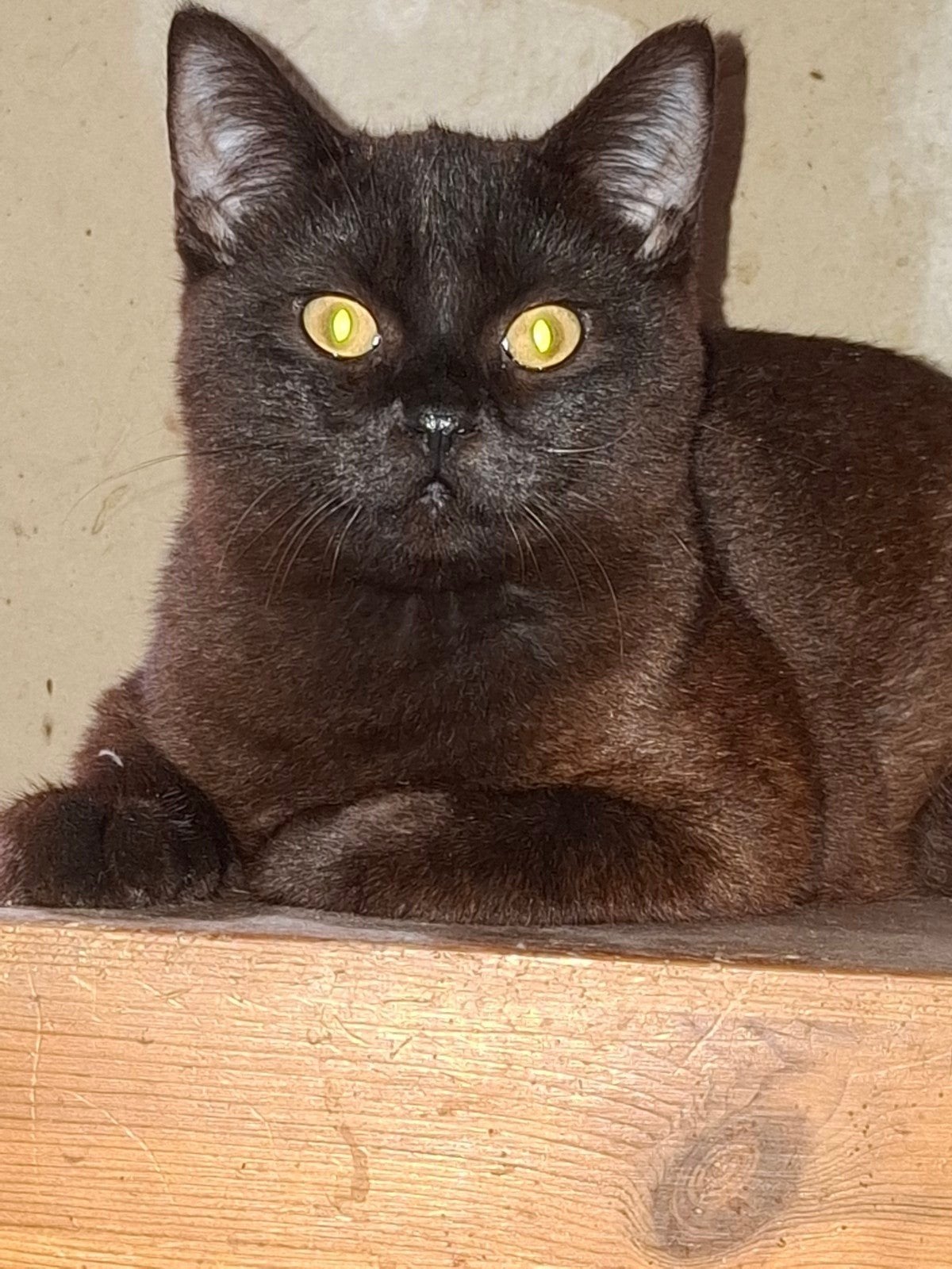 kruizing brits korthaar X ragdoll, Meerdere dieren, Gechipt, 0 tot 2 jaar