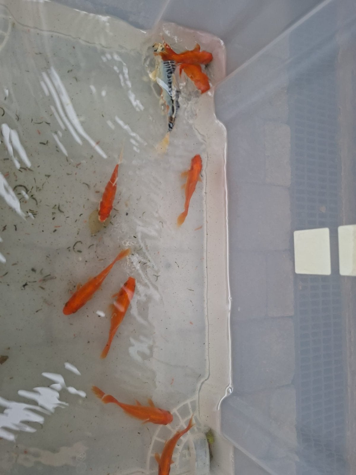 Goudvissen en koi, Dieren en Toebehoren, Goudvis(sen)