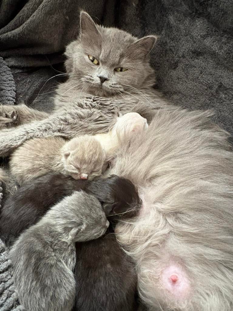 britse korthaar/langhaar kittens, Dieren en Toebehoren, Meerdere dieren, Ontwormd