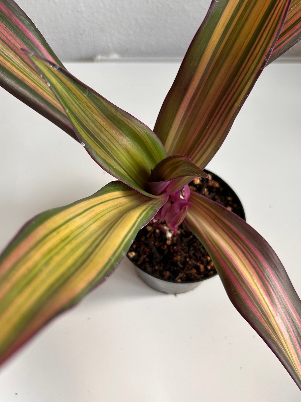 Tradescantia Spathacea 'Vittata' yellow Moses in the Cradle, Ophalen, Halfschaduw, Minder dan 100 cm