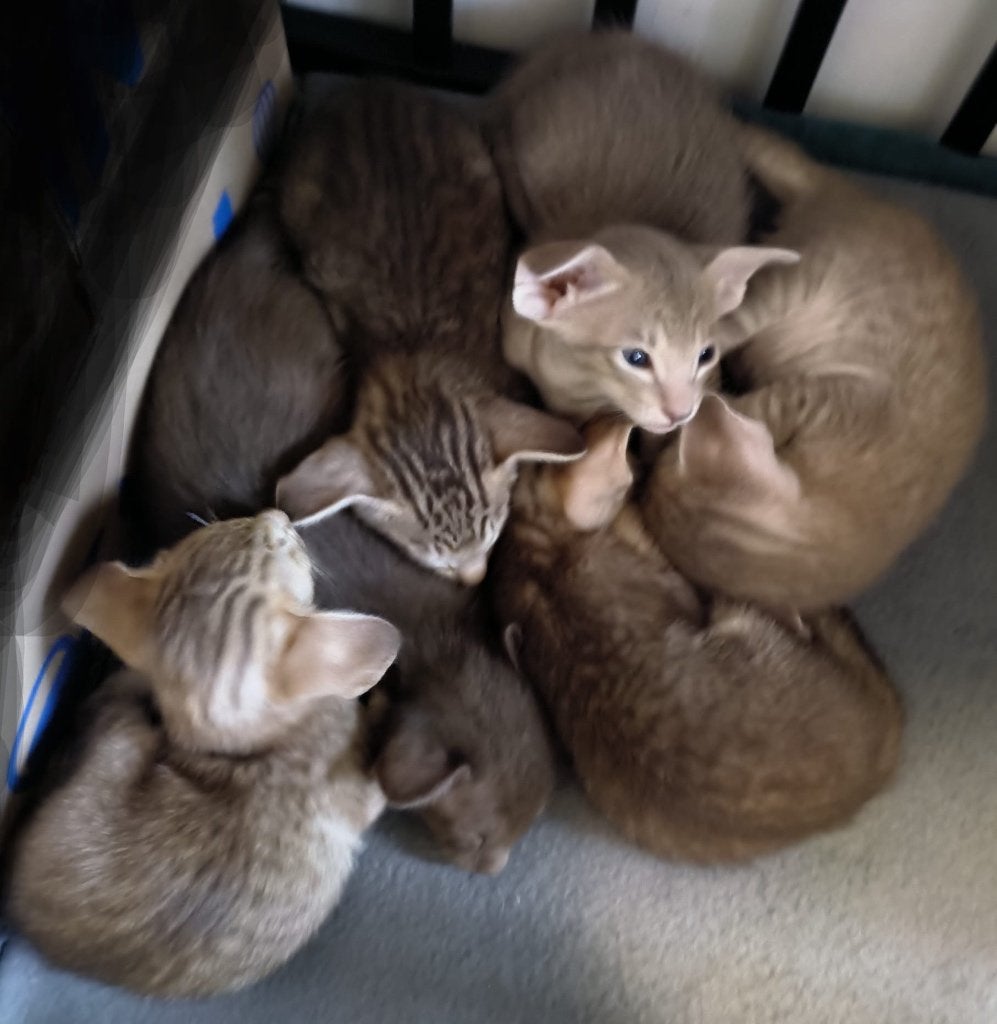 Oosterse Korthaar Kitten ZUIVER RAS, Meerdere dieren, Ontwormd