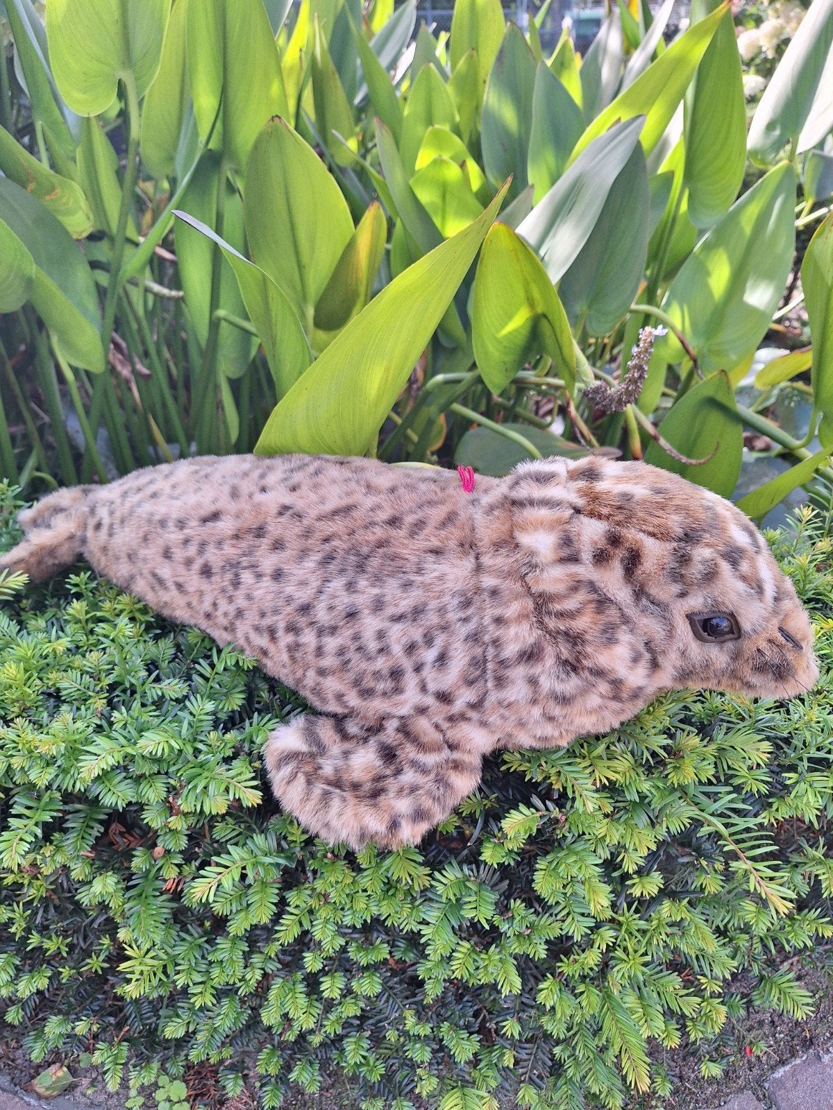 knuffel zeehond, Ophalen of Verzenden, Overige typen