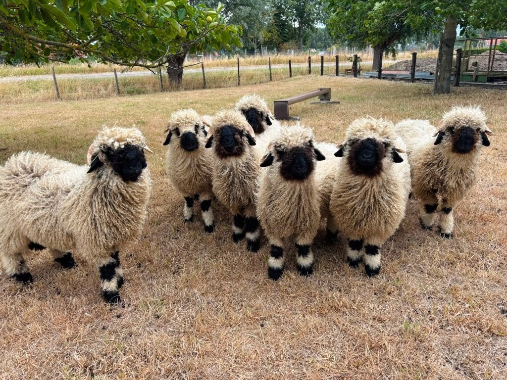 Walliser schwarznase, Dieren en Toebehoren, Schapen, Geiten en Varkens, Mannelijk, Schaap