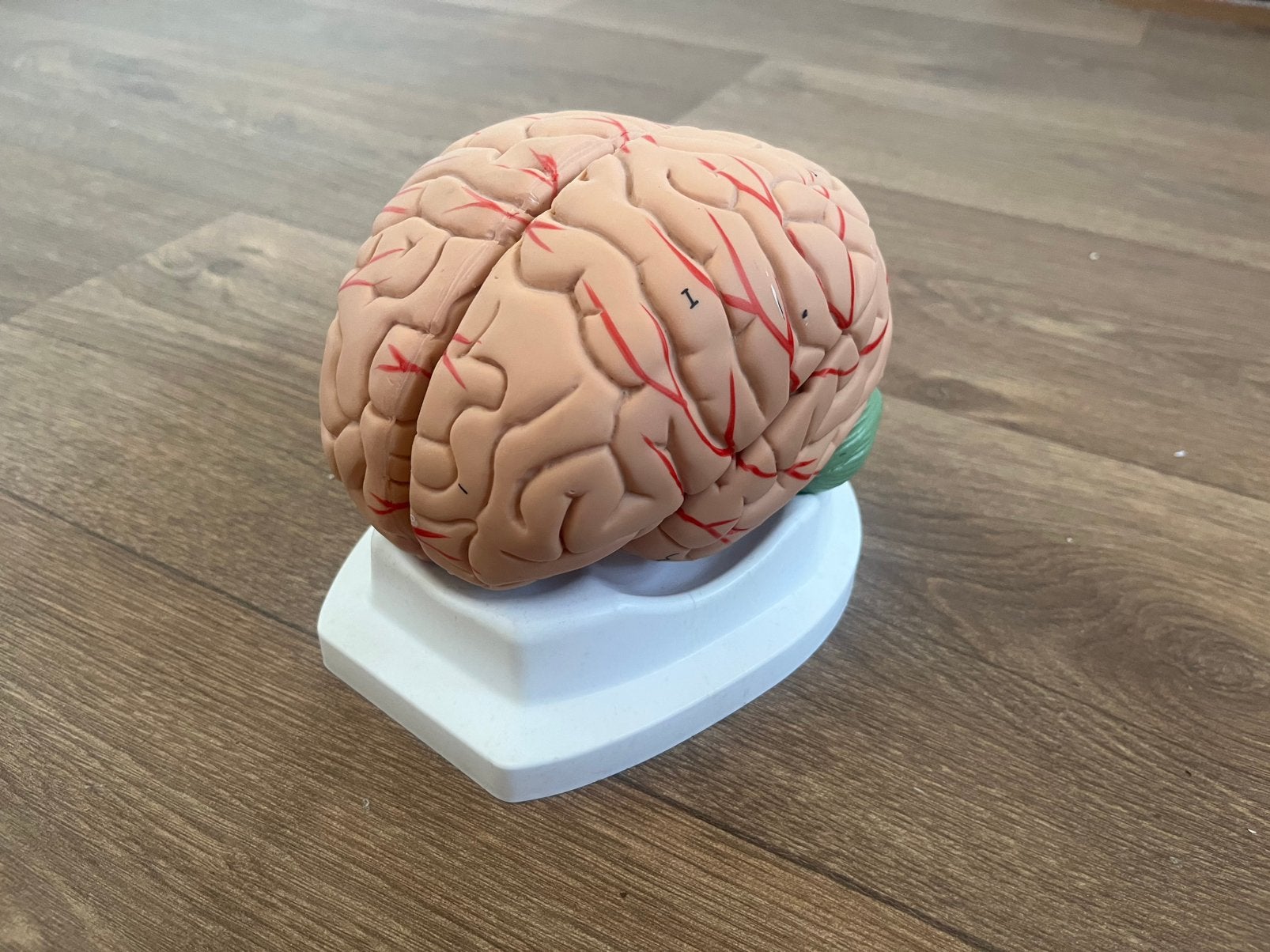 Anatomisch model - Hersenen (8-DELIG) (GOEDE STAAT), Antiek en Kunst, Ophalen of Verzenden