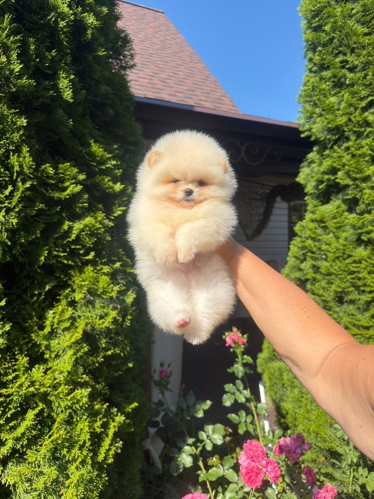 Pomeriaan pup teefje Cream Bear type – te reserveren, Keeshond, 8 tot 15 weken, Buitenland, Teef
