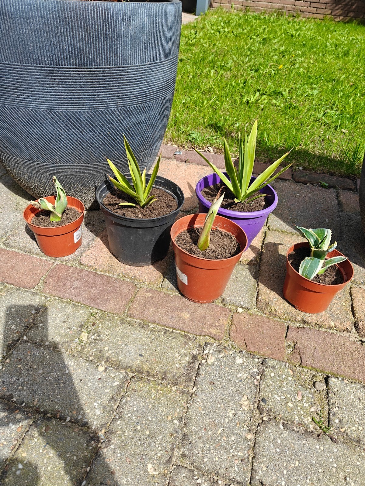 Yucca, Agave, aloë vera, Ophalen, Overige soorten, Volle zon