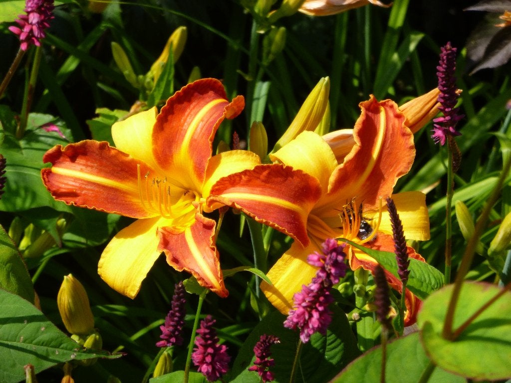 Hemerocallis, vaste plant, € 1,-- per stuk, Volle zon, Vaste plant, Zomer, Ophalen