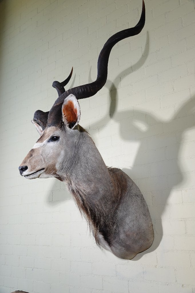 kudu antilope afrika taxidermy 6 stuks in voorraad, Ophalen, Zo goed als nieuw, Hert, Gewei of Kop