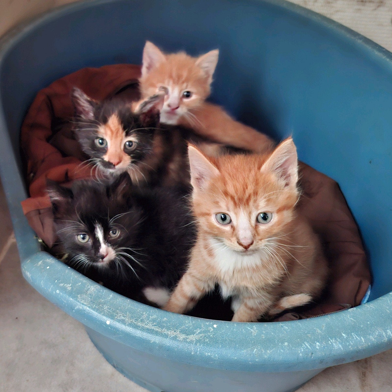 ️ 2 Lieve rode (broertjes) kittens te koop ️, Kater, Kortharig, 0 tot 2 jaar