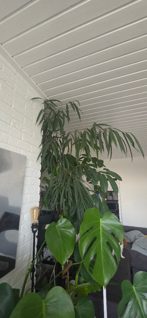 Ficus binnendijki amstel king plant h150 x b50, Huis en Inrichting, Kamerplanten, Ophalen, 100 tot 150 cm, Overige soorten, Halfschaduw