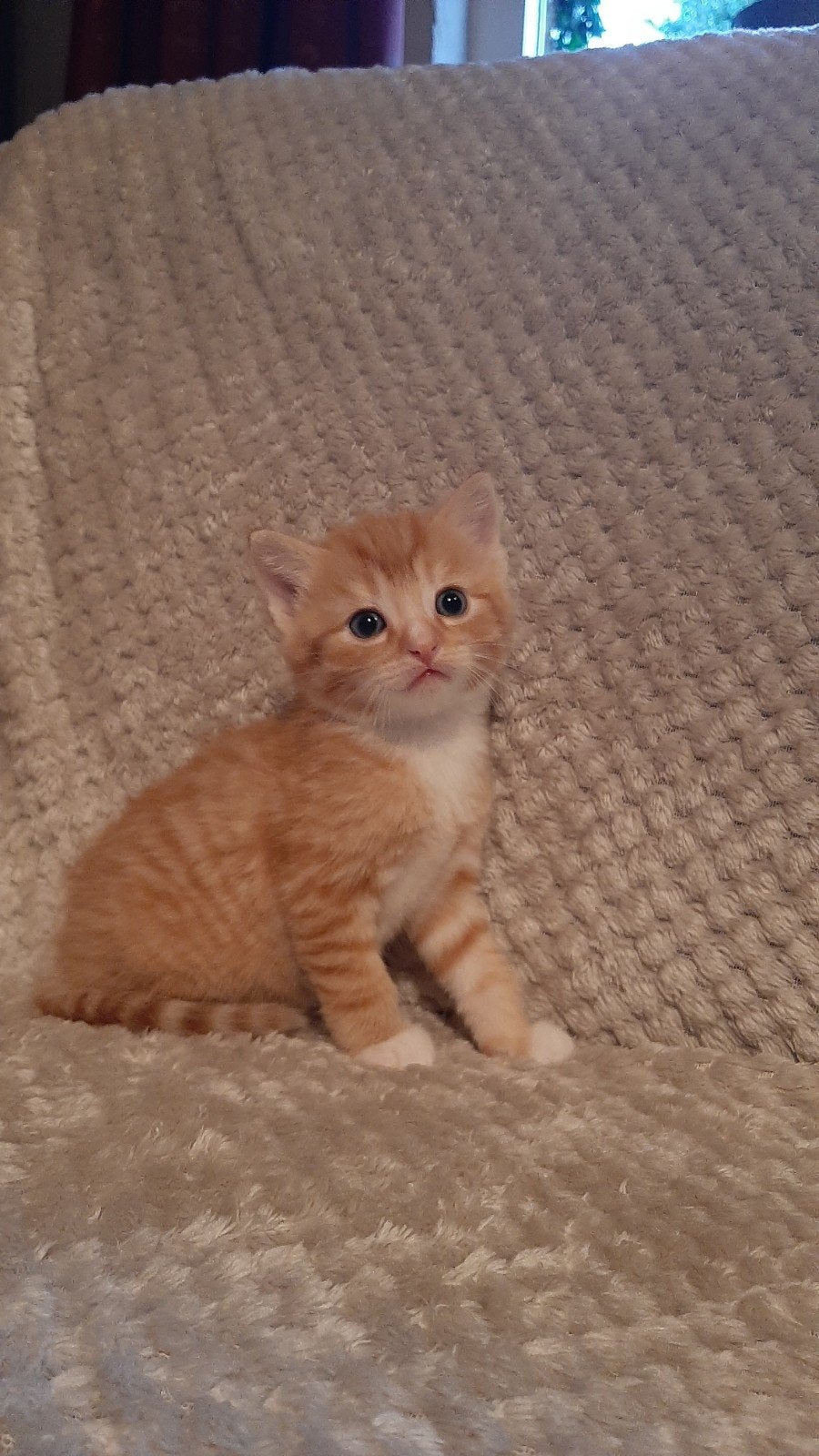 Lieve kittens te koop (rood, schildpad en zwart-rood), Dieren en Toebehoren, Meerdere dieren, Ontwormd