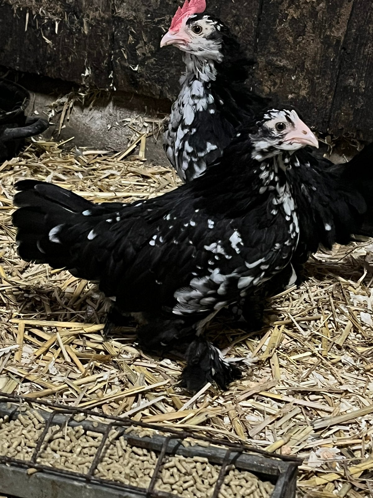 Ukkelse baardkrielen, Dieren en Toebehoren, Pluimvee, Meerdere dieren, Kip
