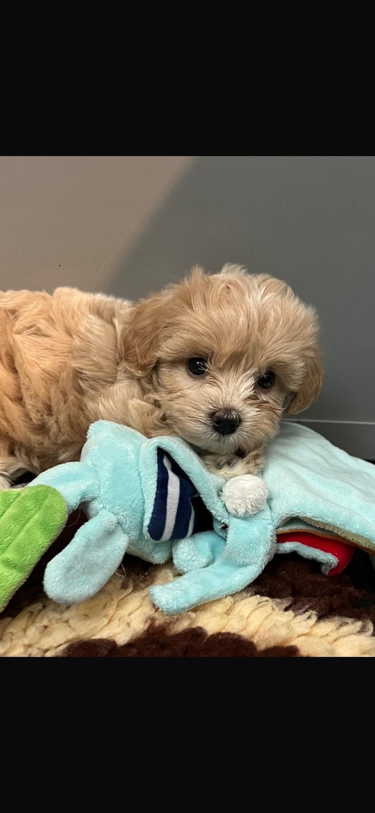 Speelse maltipoo (maltezer x poedel) pups!, Parvo, Overige rassen, 8 tot 15 weken, Teef