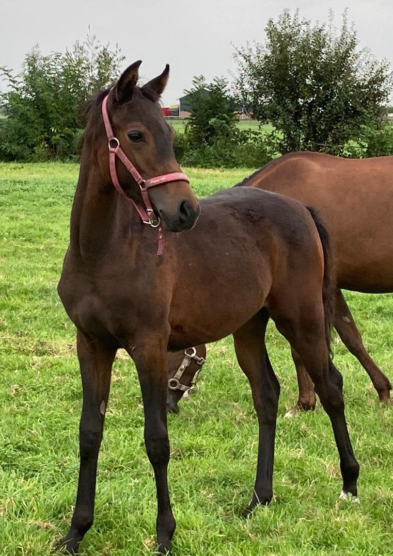 Prachtig merrie veulen te koop, Dieren en Toebehoren, Merrie, Niet van toepassing, Met stamboom, 0 tot 2 jaar
