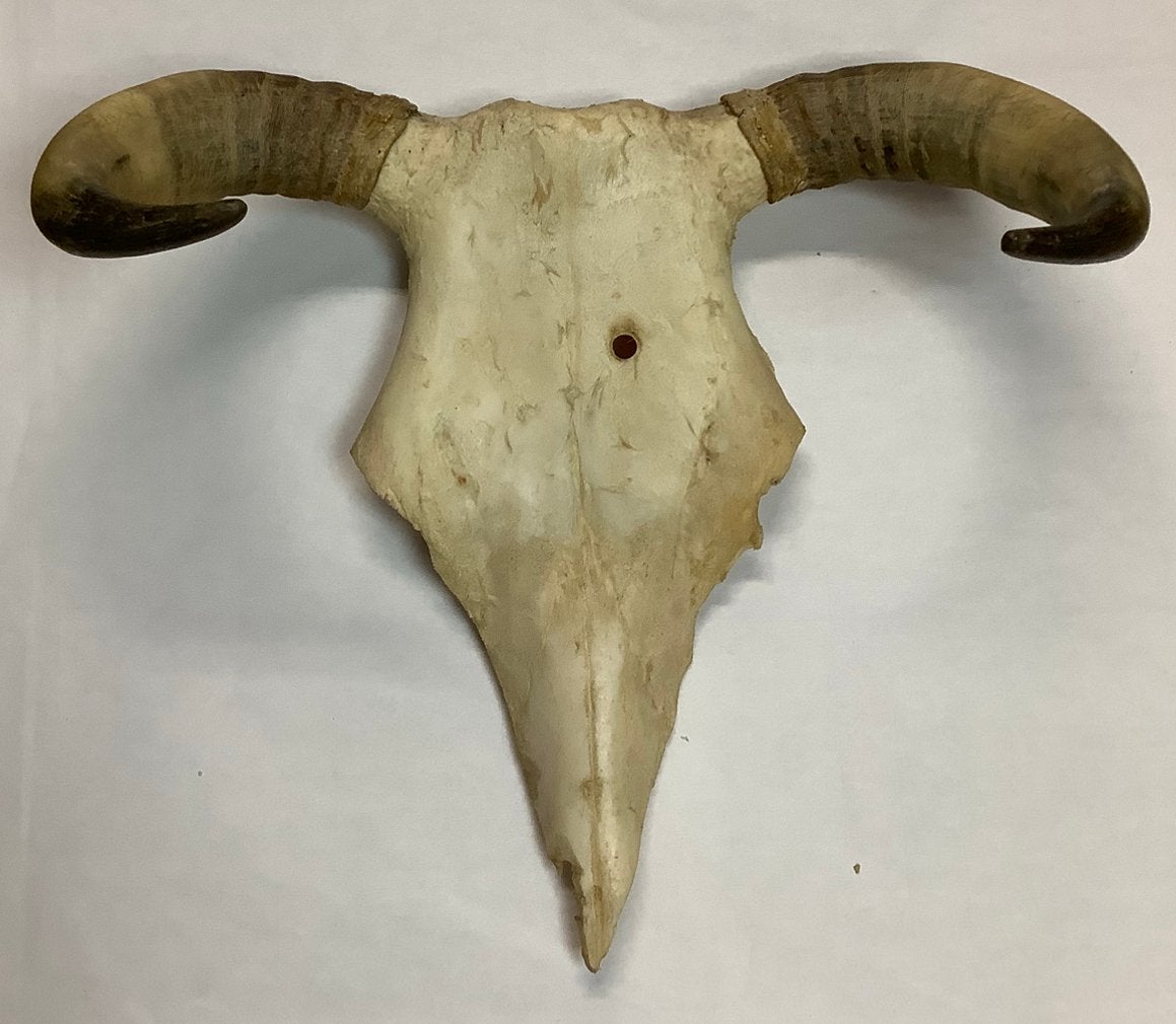 Longhornschedel - spanwijdte ca. 26 cm          (A), Ophalen of Verzenden