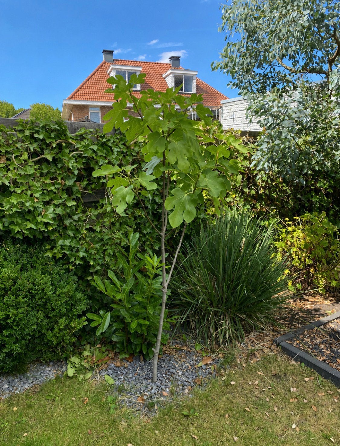 Vijgenboom 2 meter hoog, Tuin en Terras, Bloeit niet, Overige soorten, 100 tot 250 cm, Ophalen