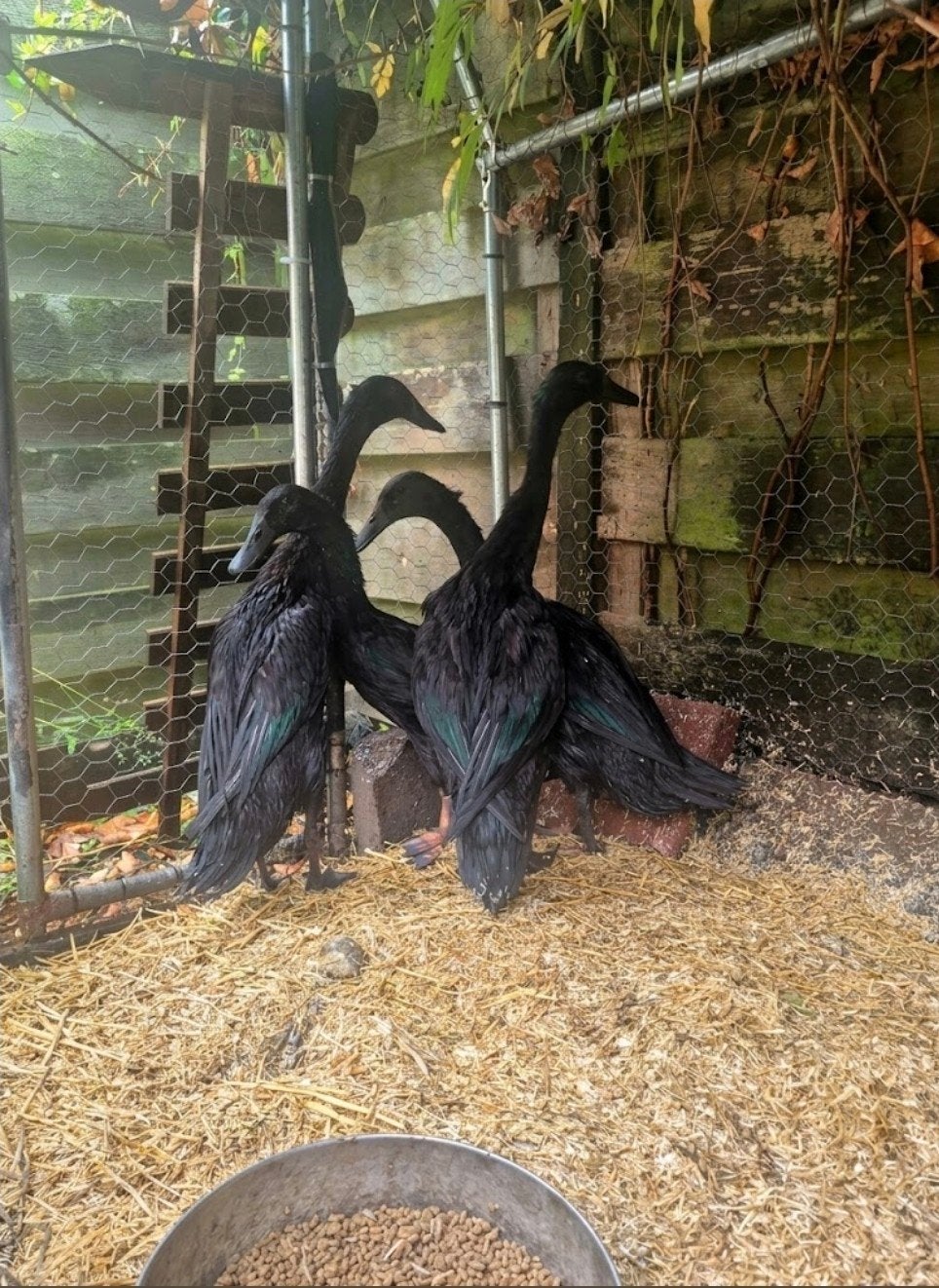 loopeend, Dieren en Toebehoren, Mannelijk, Eend