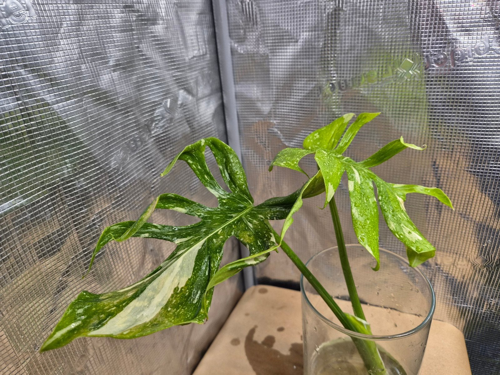 Monstera Deliciosa Medusa, Overige soorten, Minder dan 100 cm, Bloeiende kamerplant, Halfschaduw