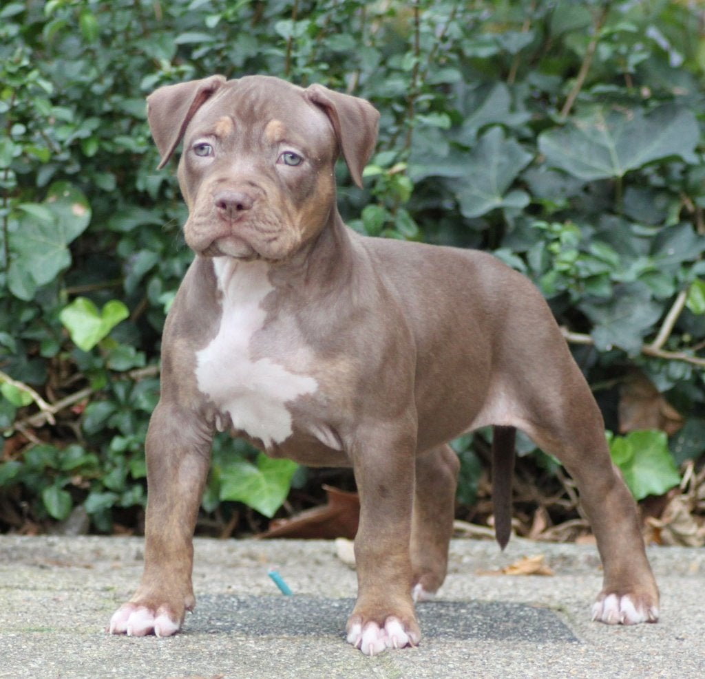 Xl bully pups, CDV (hondenziekte), 8 tot 15 weken, Bulldog, Meerdere