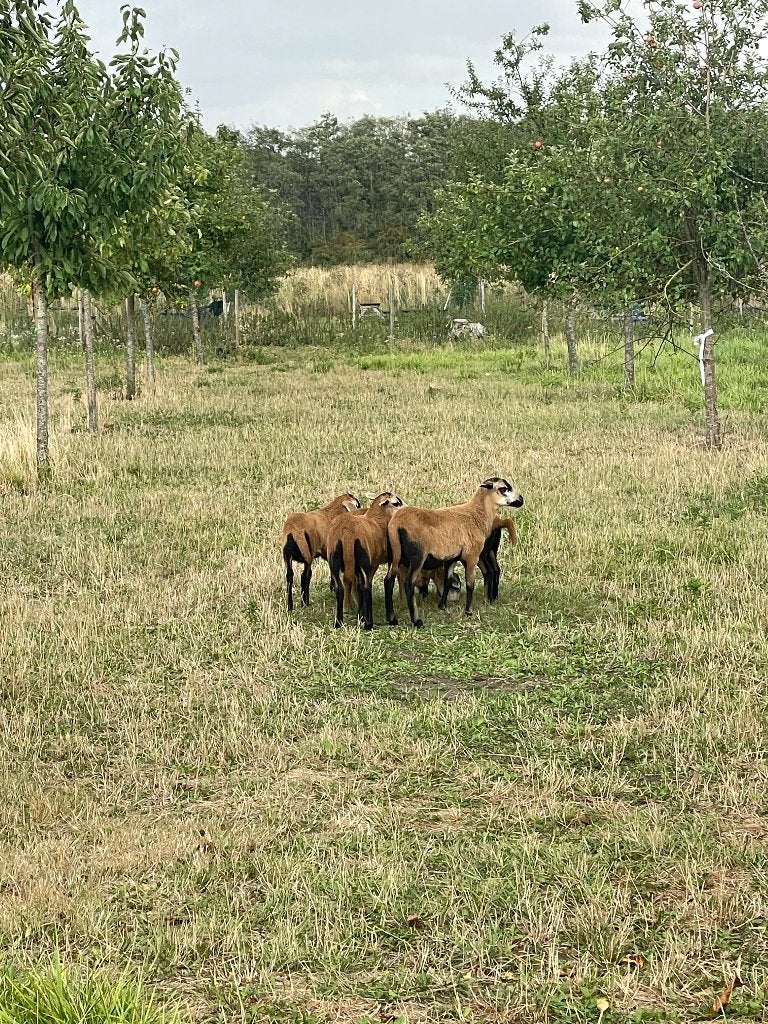 Barbados black belly rammetjes, Dieren en Toebehoren, Mannelijk, Schaap, 0 tot 2 jaar