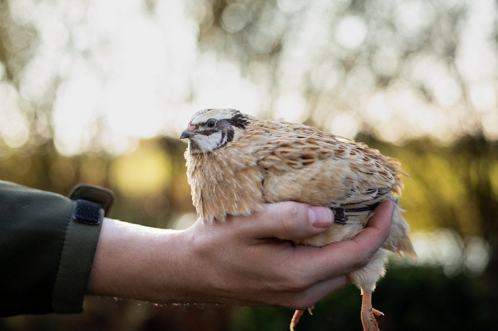 Japanse kwartels | Rustige dieren | Passend advies, Dieren en Toebehoren, Pluimvee, Meerdere dieren, Overige soorten