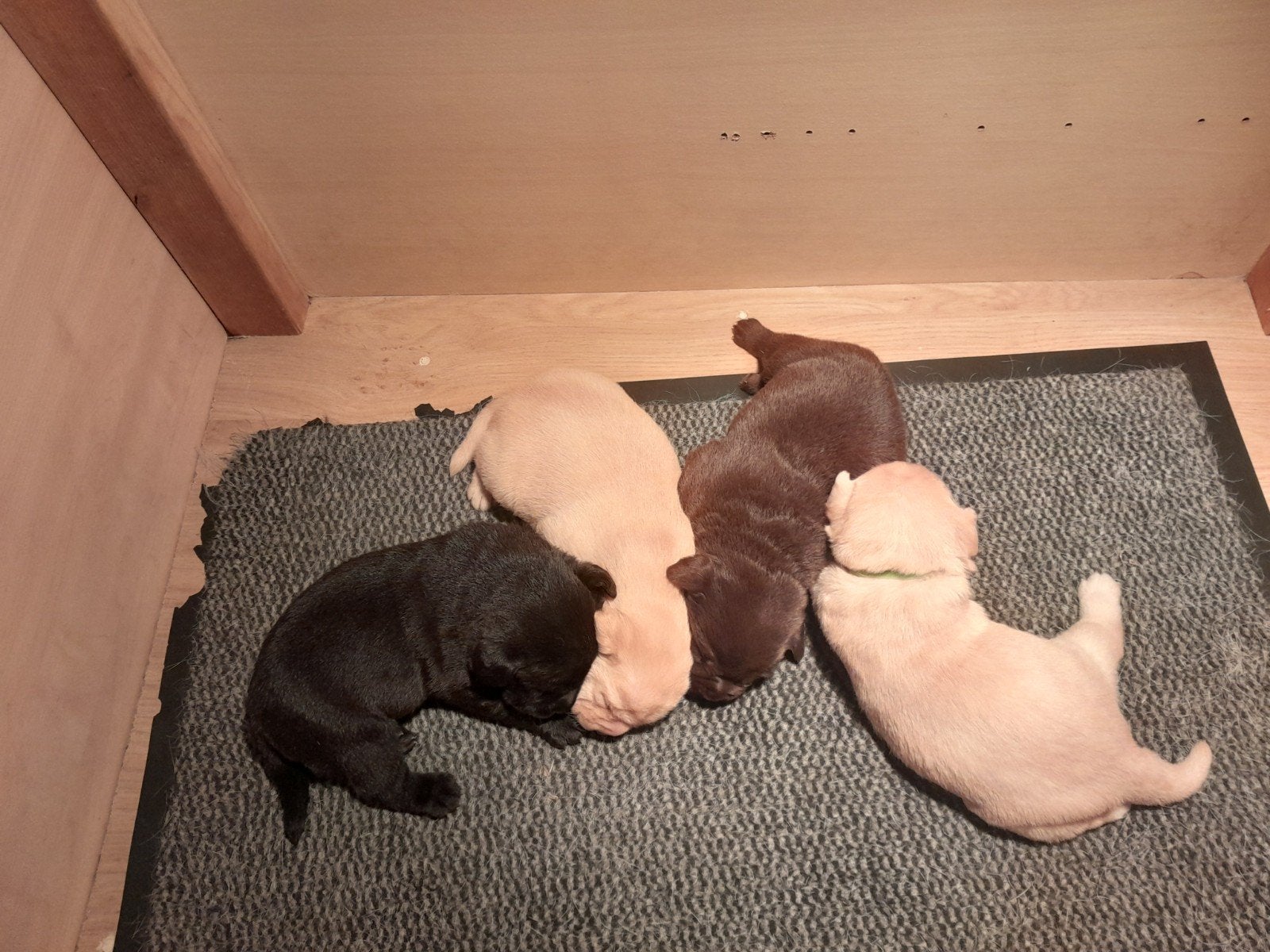4 labrador pups, 2 blonde teefjes en 1 zwarte reu., 8 tot 15 weken, Labrador retriever, Meerdere, Meerdere dieren