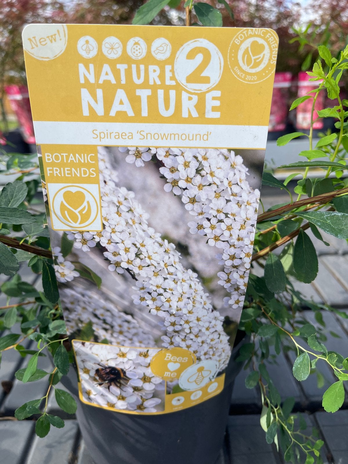 Spiraea 'Snowmound' - Prachtige bloeiende struik, Volle zon, Vaste plant, Lente, Ophalen